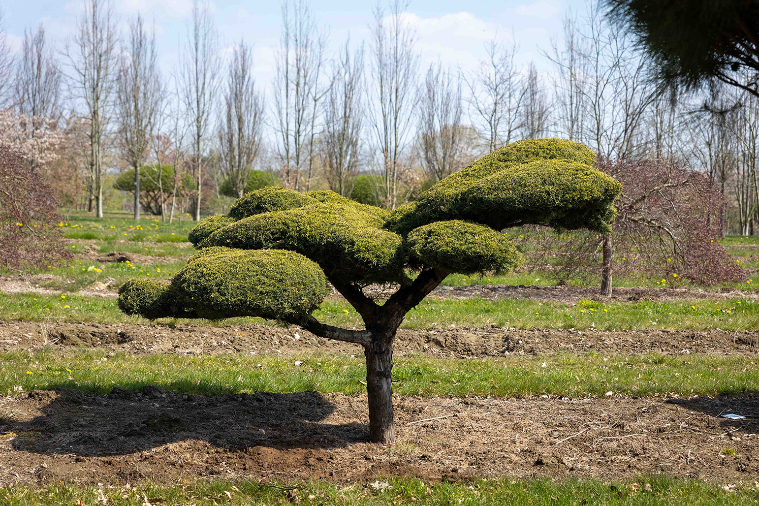 Juniperus media 'Pfitzeriana Glauca' Bonsai